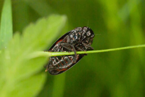 2017-05-21 - NSG Binksknapp Recklinghausen