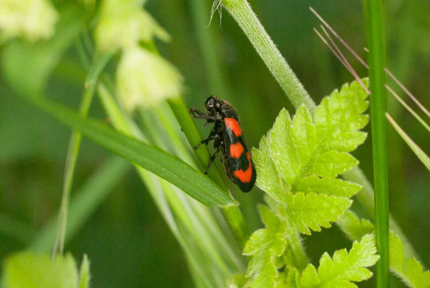 2017-05-21 - NSG Binksknapp Recklinghausen