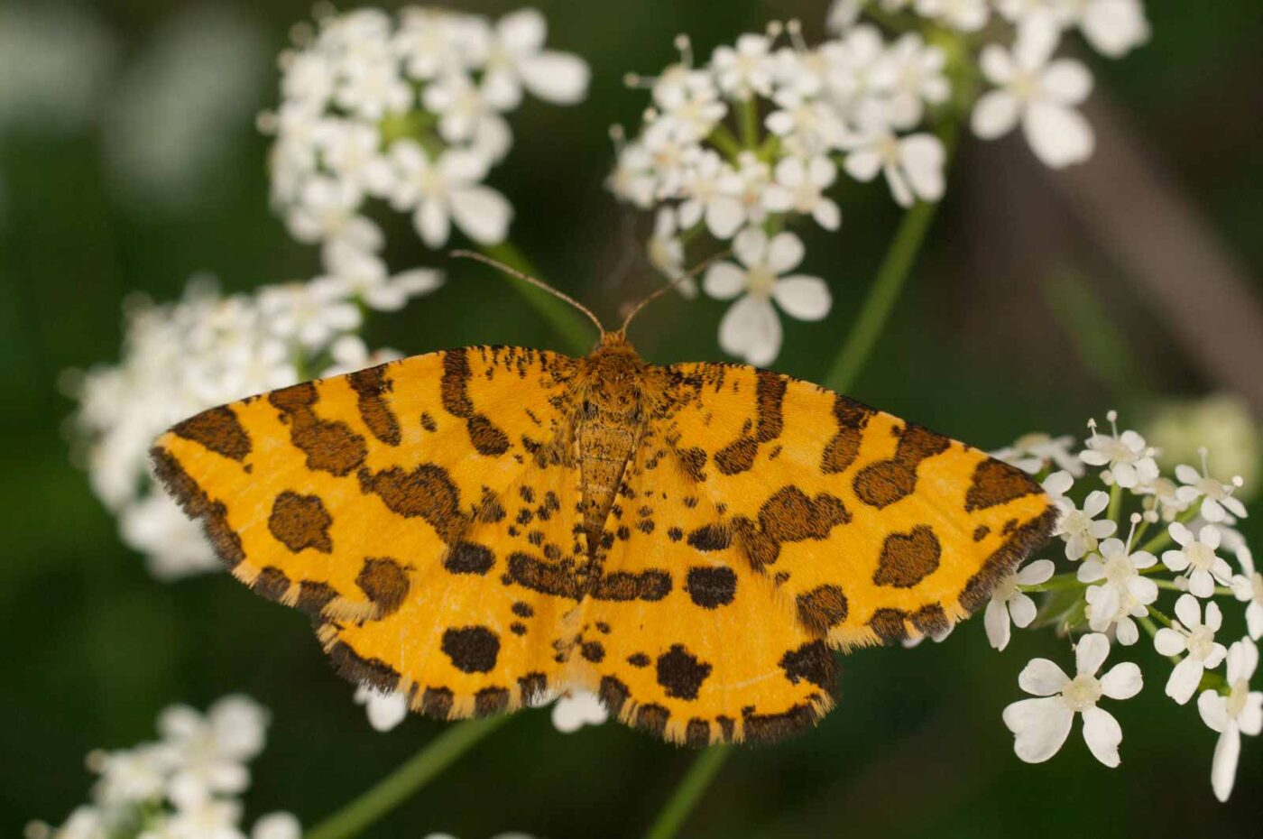 2017-05-21 - NSG Binksknapp Recklinghausen