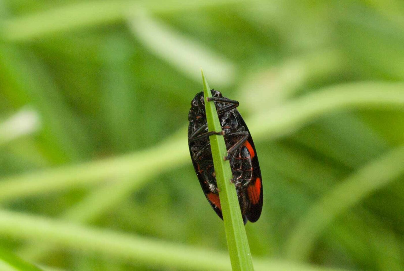 2017-05-21 - NSG Binksknapp Recklinghausen