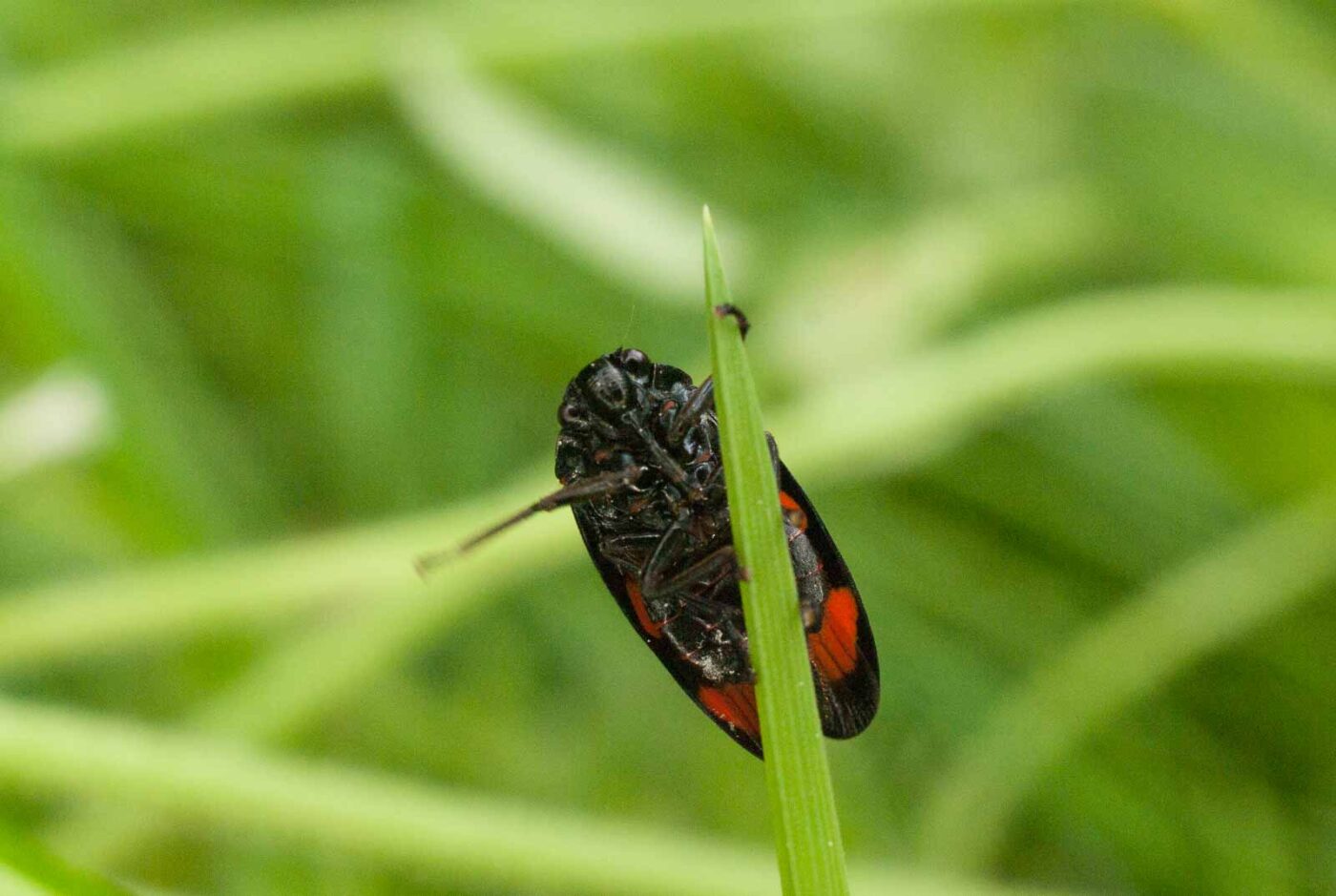 2017-05-21 - NSG Binksknapp Recklinghausen