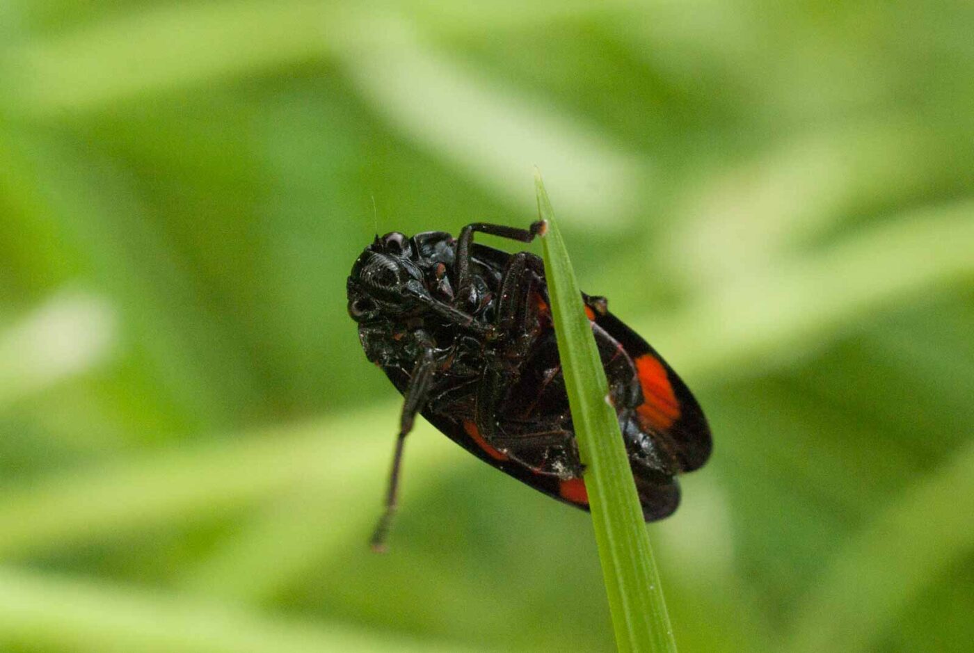 2017-05-21 - NSG Binksknapp Recklinghausen