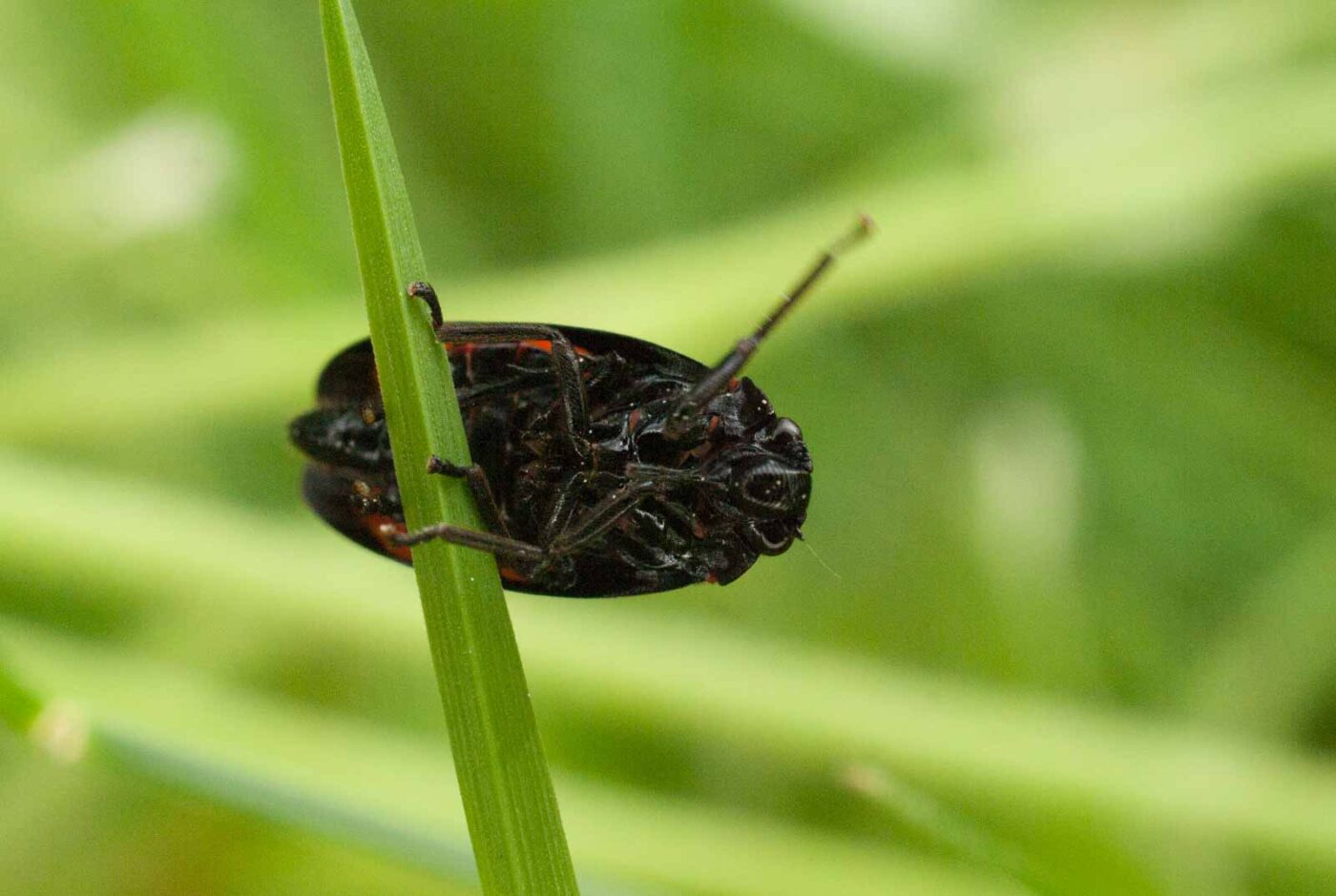 2017-05-21 - NSG Binksknapp Recklinghausen