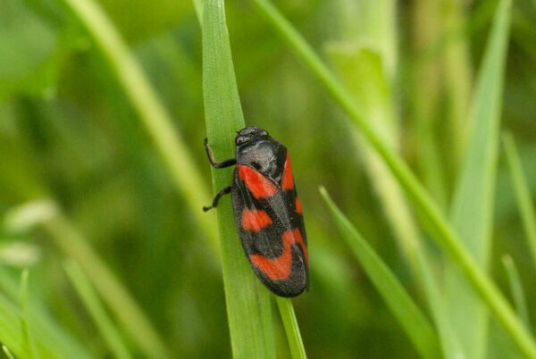 2017-05-21 - NSG Binksknapp Recklinghausen