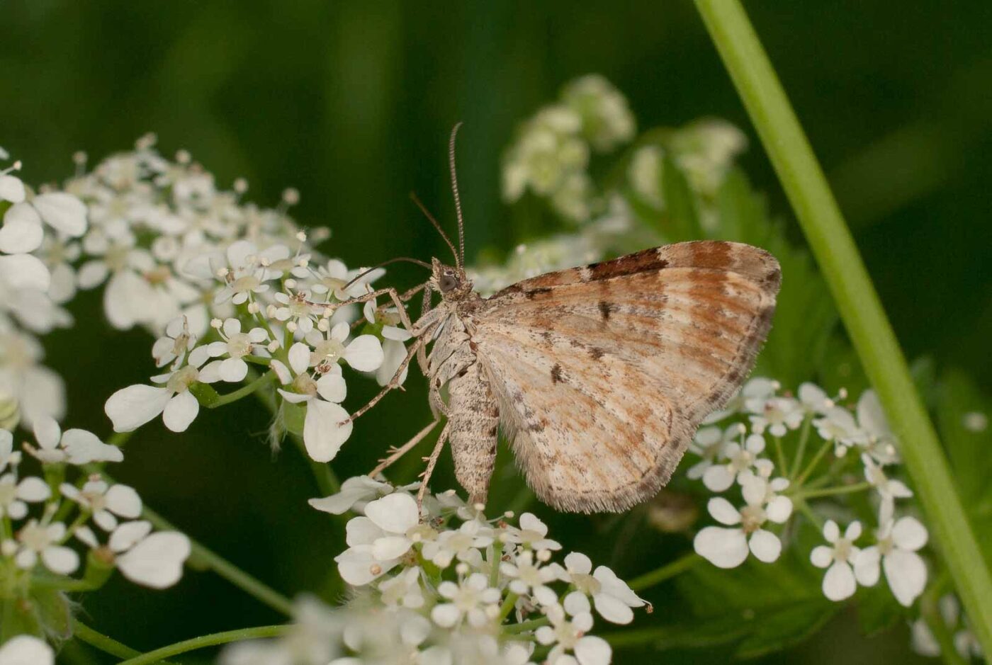 2017-05-21 - NSG Binksknapp Recklinghausen