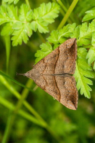 2017-05-21 - NSG Binksknapp Recklinghausen