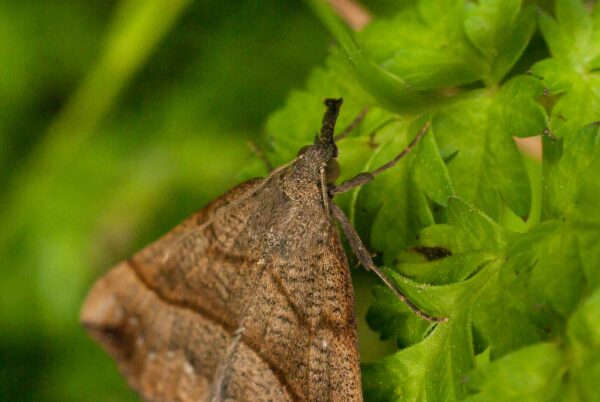 2017-05-21 - NSG Binksknapp Recklinghausen