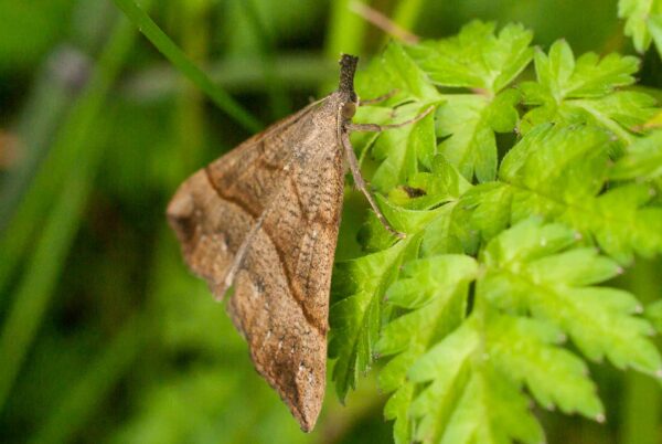 2017-05-21 - NSG Binksknapp Recklinghausen