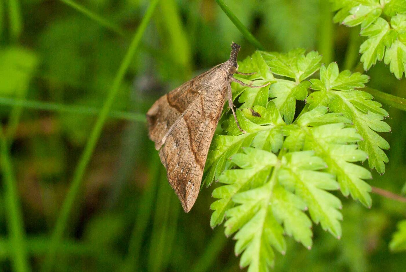 2017-05-21 - NSG Binksknapp Recklinghausen