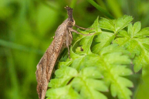 2017-05-21 - NSG Binksknapp Recklinghausen