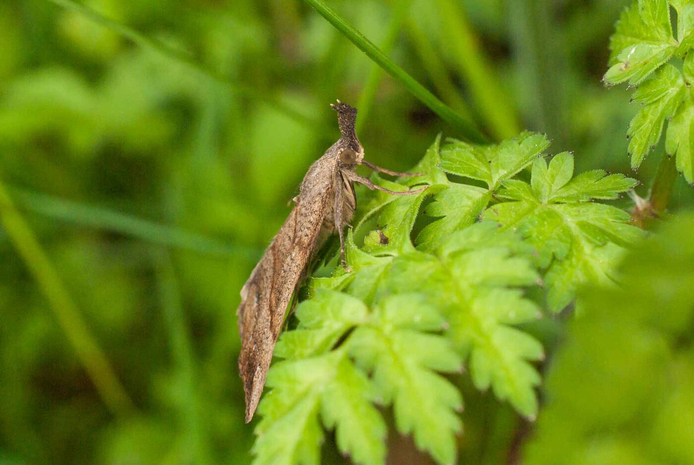 2017-05-21 - NSG Binksknapp Recklinghausen