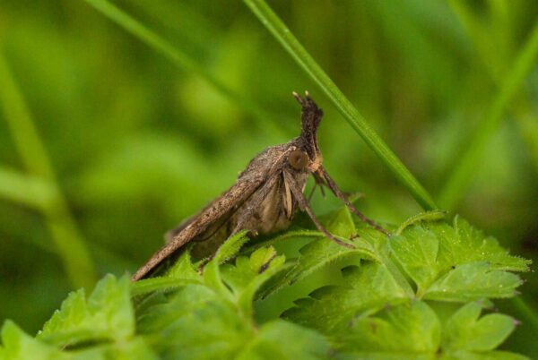 2017-05-21 - NSG Binksknapp Recklinghausen