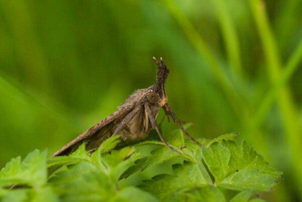 2017-05-21 - NSG Binksknapp Recklinghausen