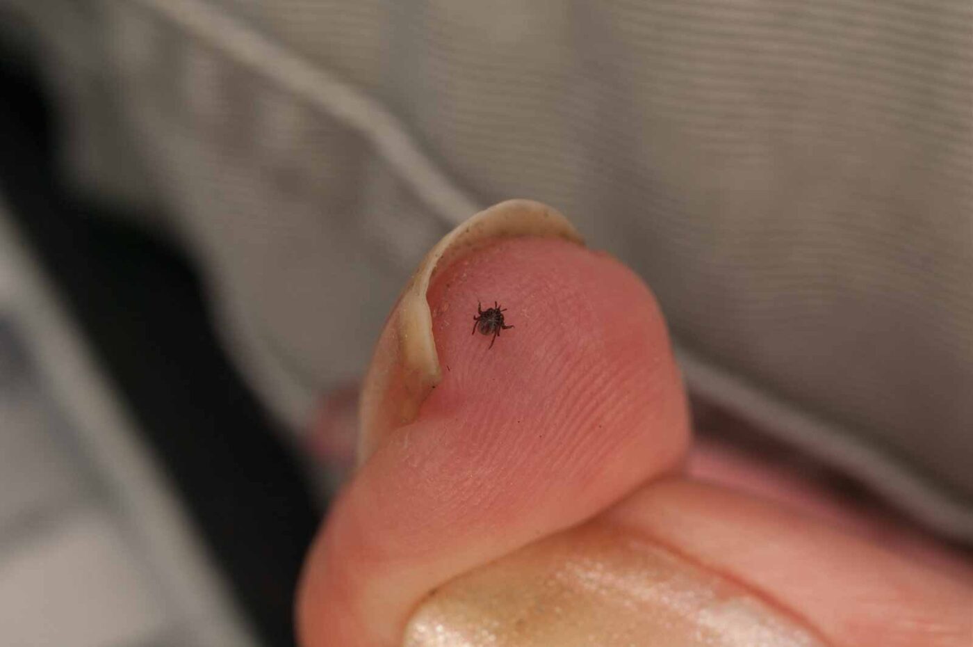 2017-05-21 - NSG Binksknapp Recklinghausen