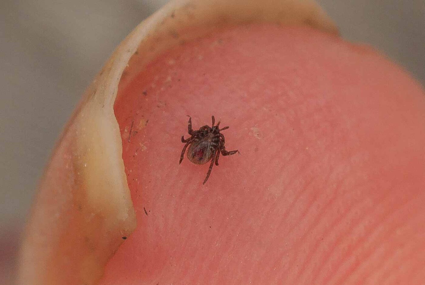 2017-05-21 - NSG Binksknapp Recklinghausen