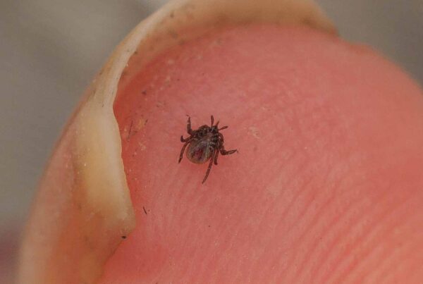 2017-05-21 - NSG Binksknapp Recklinghausen