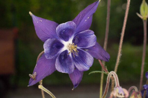 2017-05-21 - NSG Binksknapp Recklinghausen