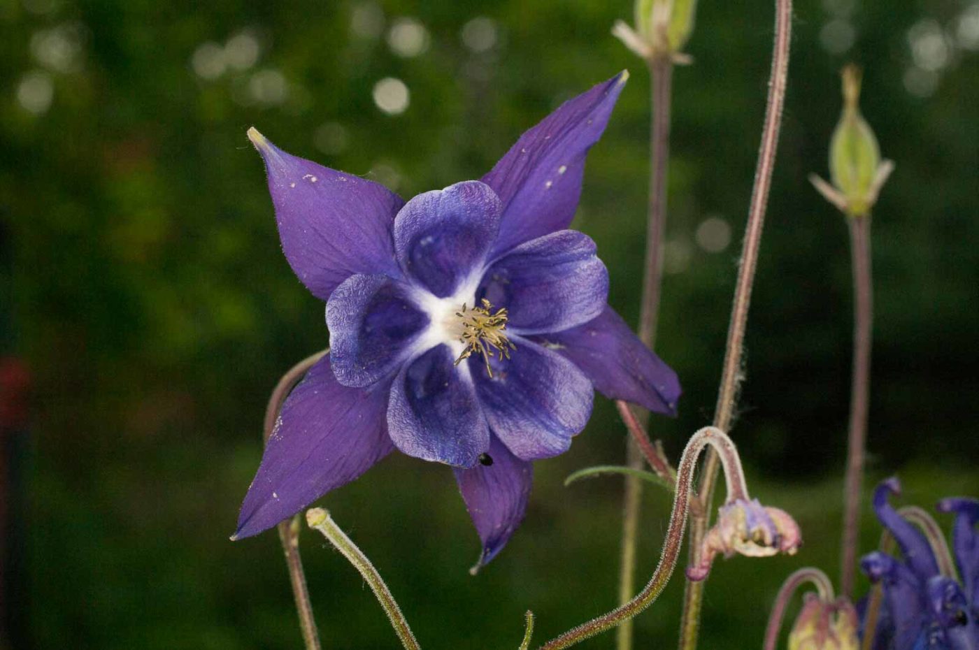 2017-05-21 - NSG Binksknapp Recklinghausen