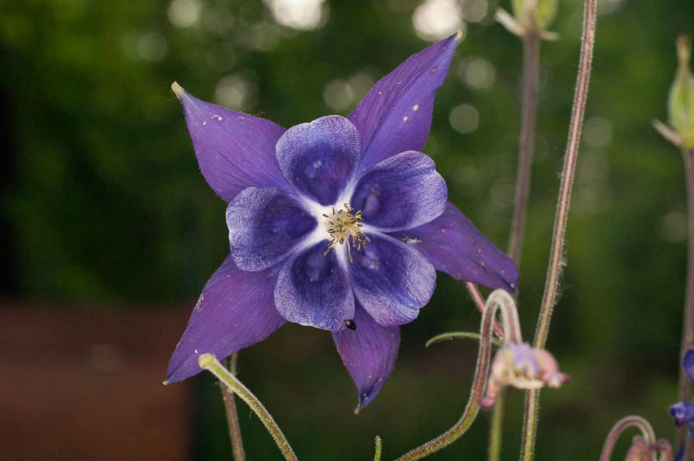 2017-05-21 - NSG Binksknapp Recklinghausen