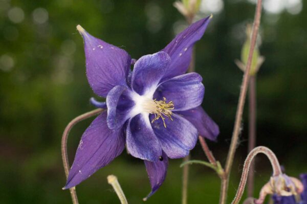 2017-05-21 - NSG Binksknapp Recklinghausen