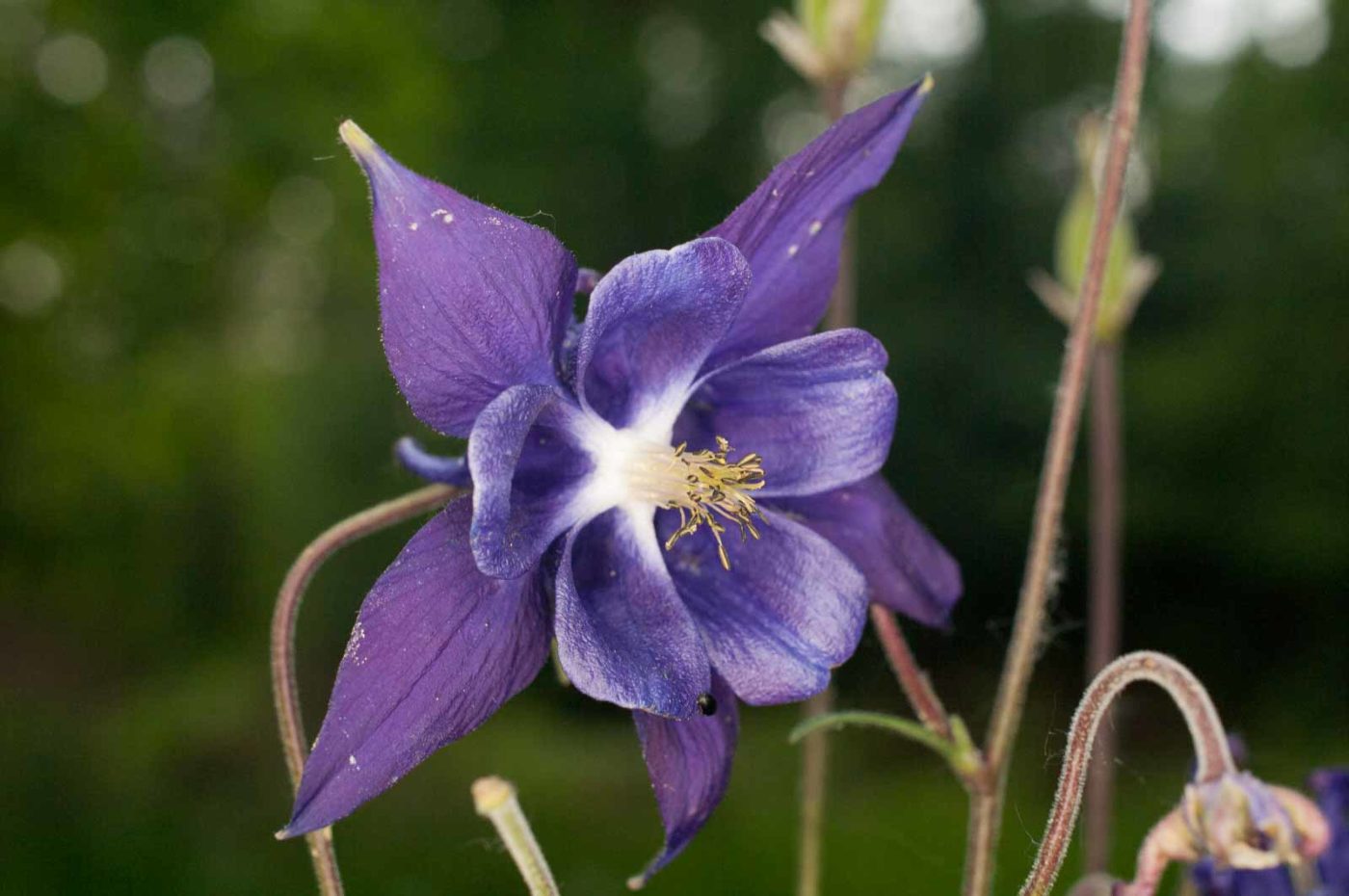 2017-05-21 - NSG Binksknapp Recklinghausen