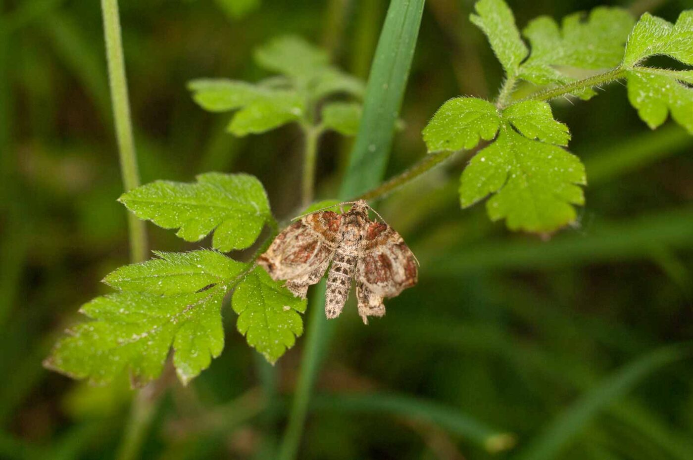 2017-05-21 - NSG Binksknapp Recklinghausen