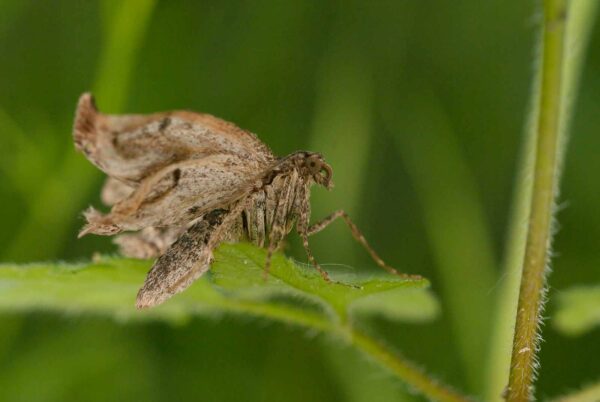 2017-05-21 - NSG Binksknapp Recklinghausen