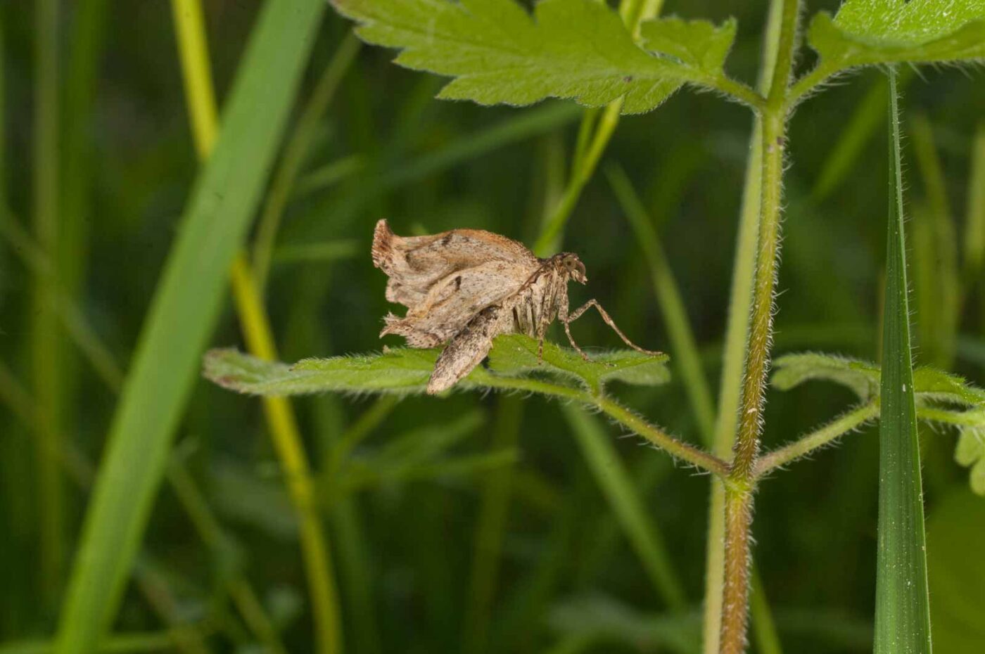 2017-05-21 - NSG Binksknapp Recklinghausen