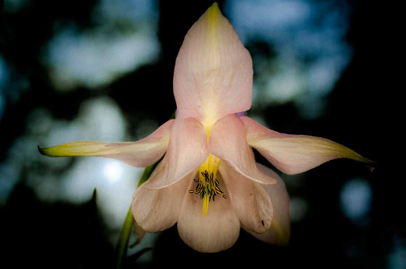 2017-05-21 - NSG Binksknapp Recklinghausen