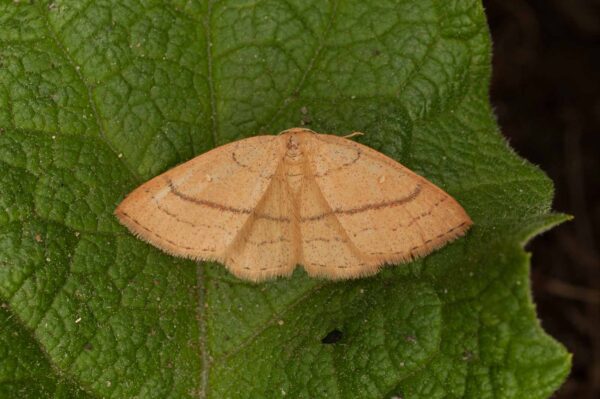 2017-05-21 - NSG Binksknapp Recklinghausen