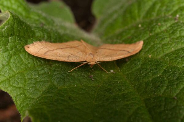 2017-05-21 - NSG Binksknapp Recklinghausen