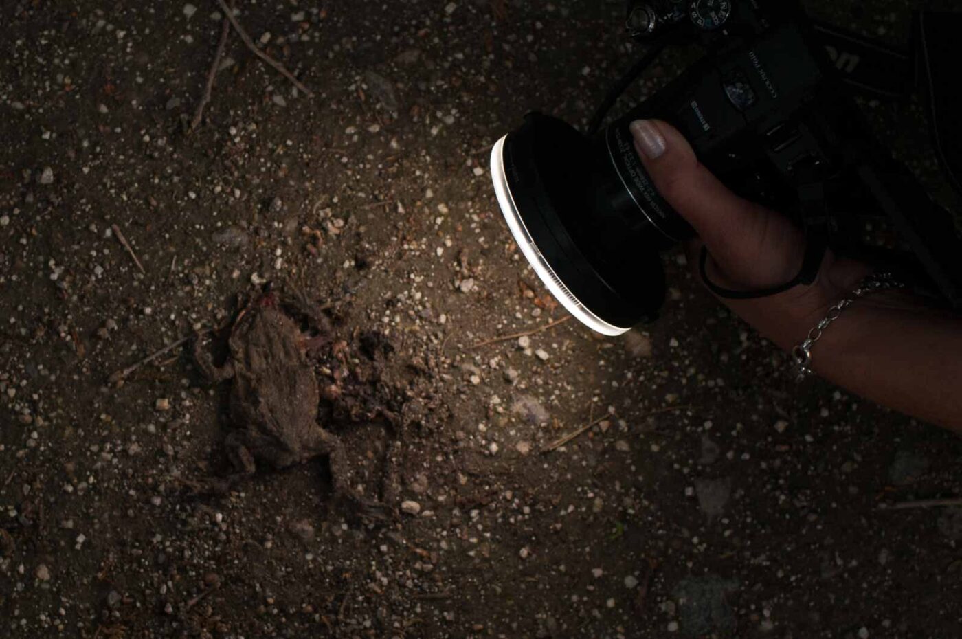 2017-05-21 - NSG Binksknapp Recklinghausen