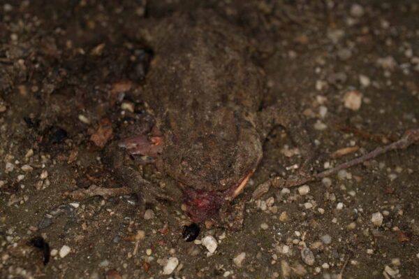 2017-05-21 - NSG Binksknapp Recklinghausen