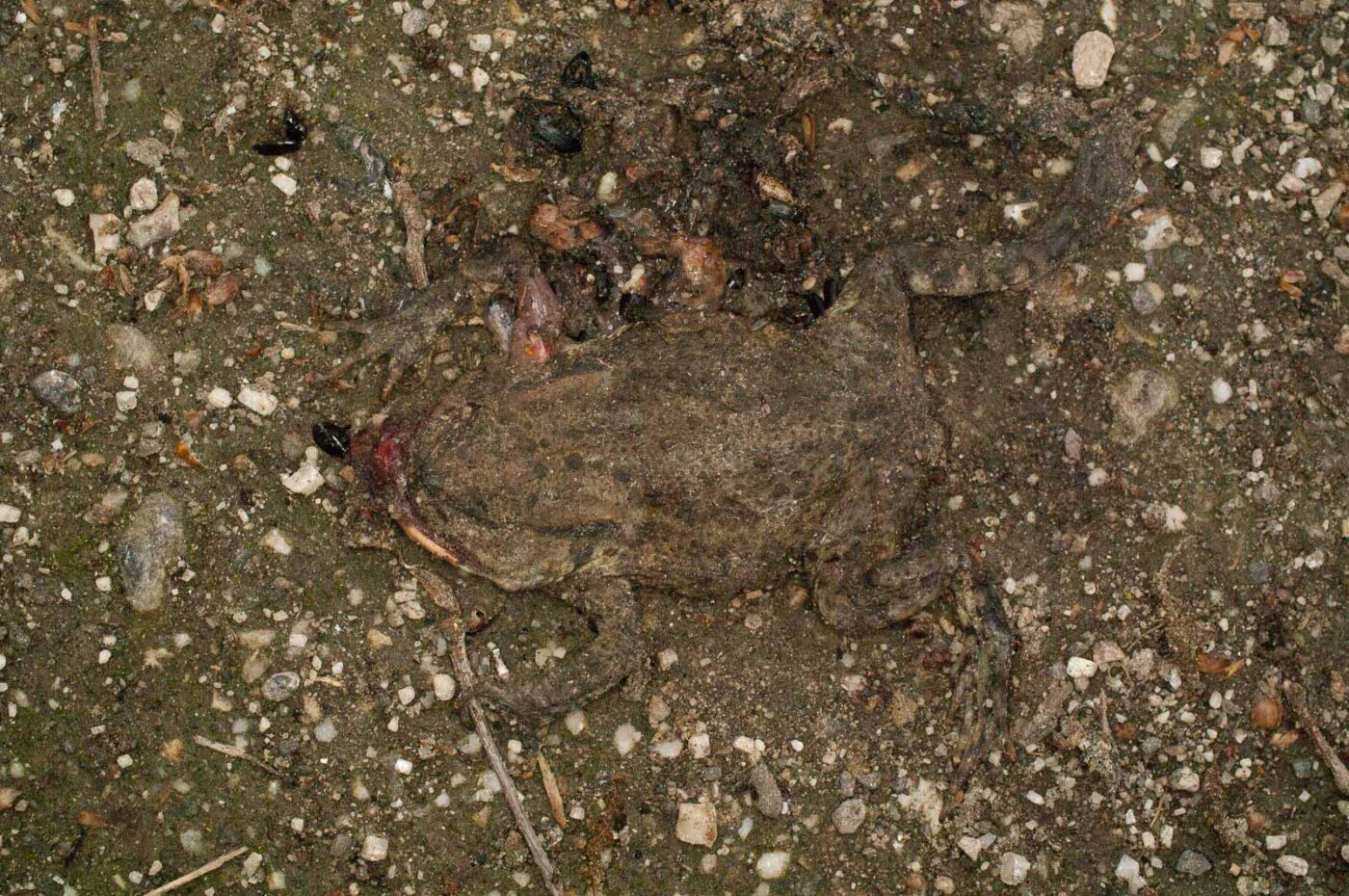 2017-05-21 - NSG Binksknapp Recklinghausen