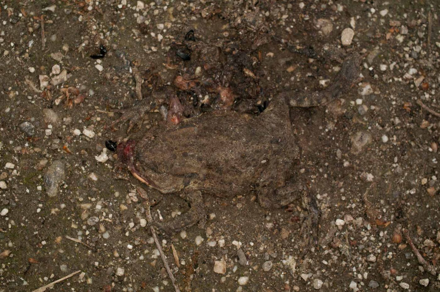 2017-05-21 - NSG Binksknapp Recklinghausen