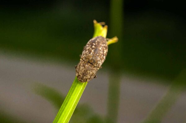 2017-05-21 - NSG Binksknapp Recklinghausen