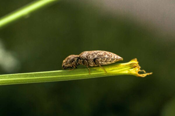 2017-05-21 - NSG Binksknapp Recklinghausen