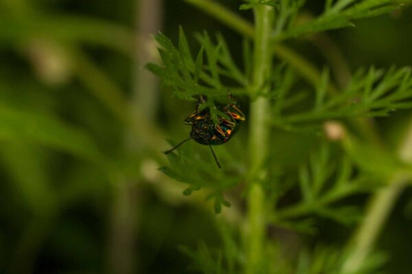 2017-05-21 - NSG Binksknapp Recklinghausen