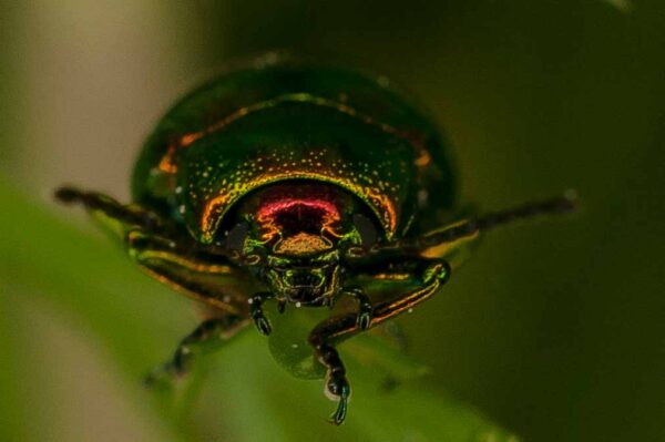 2017-05-21 - NSG Binksknapp Recklinghausen