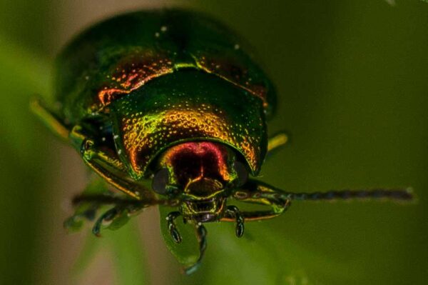 2017-05-21 - NSG Binksknapp Recklinghausen