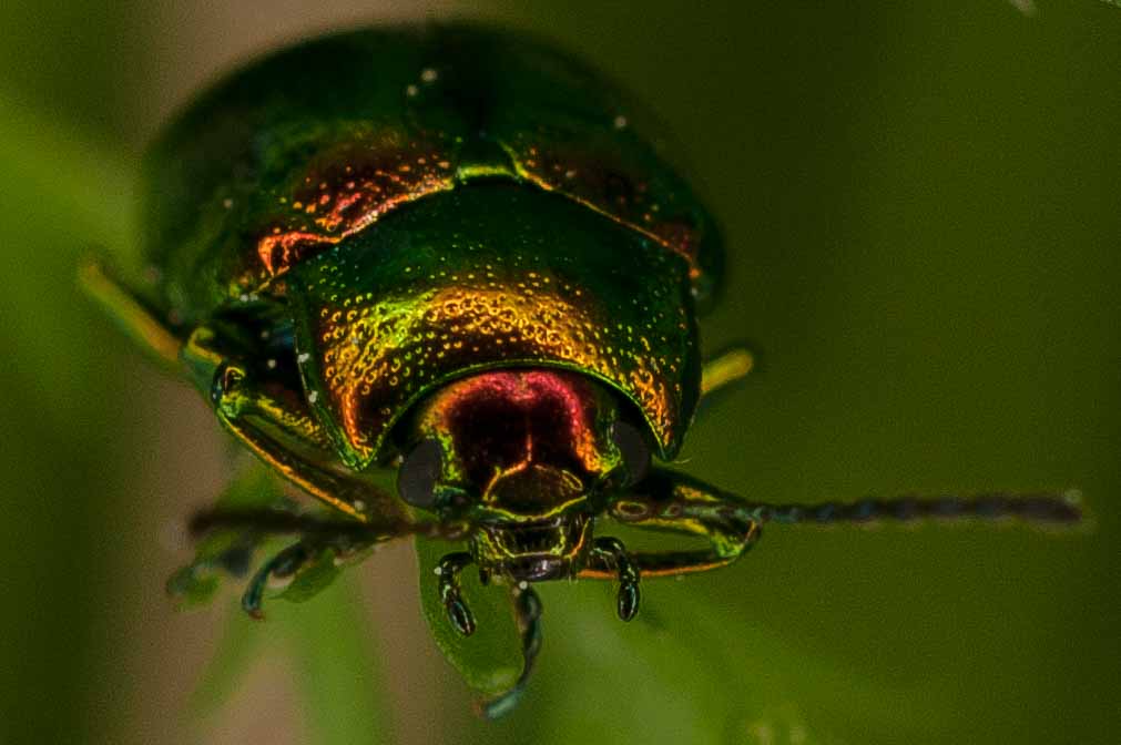 2017-05-21 - NSG Binksknapp Recklinghausen