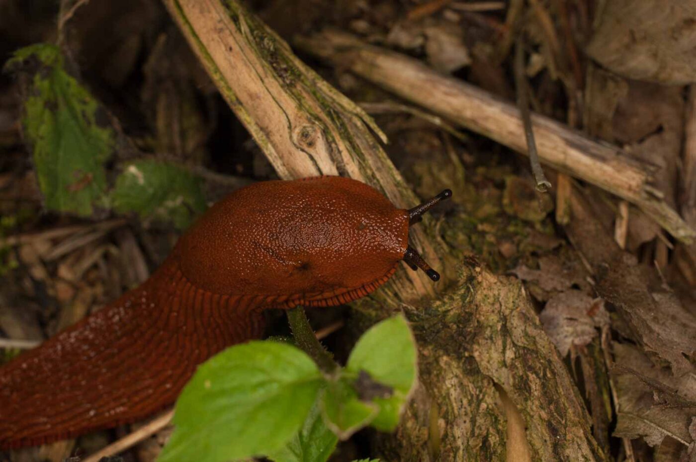 2017-05-21 - NSG Binksknapp Recklinghausen