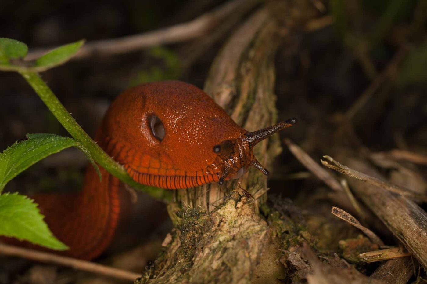 2017-05-21 - NSG Binksknapp Recklinghausen