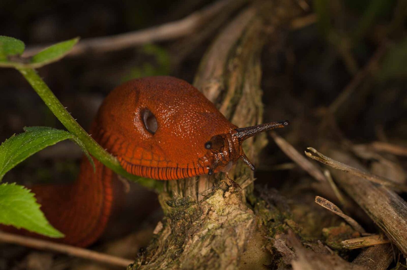 2017-05-21 - NSG Binksknapp Recklinghausen