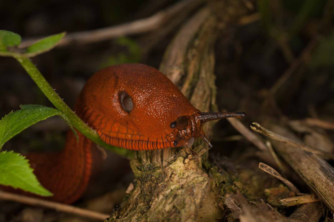 2017-05-21 - NSG Binksknapp Recklinghausen