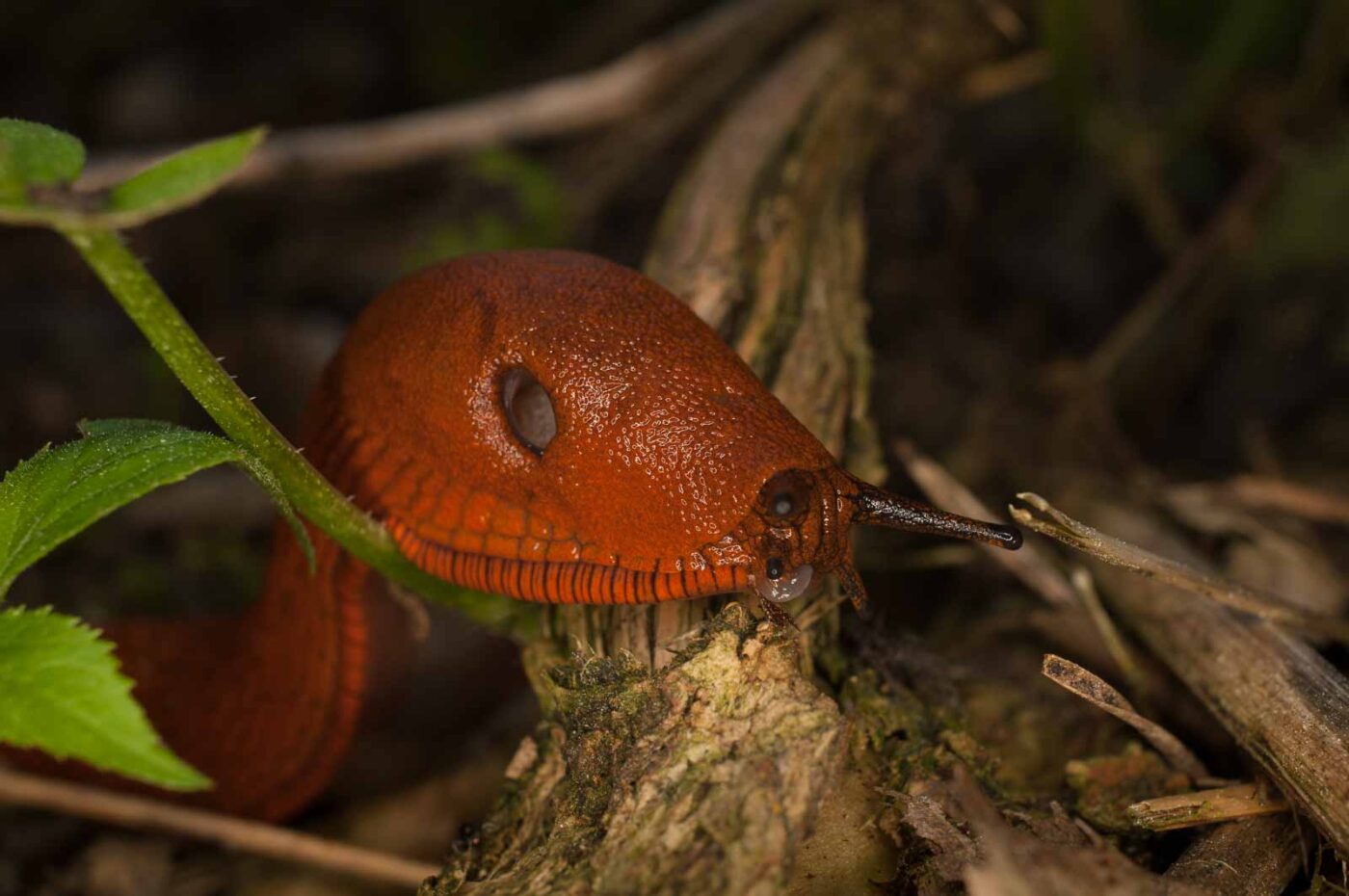 2017-05-21 - NSG Binksknapp Recklinghausen