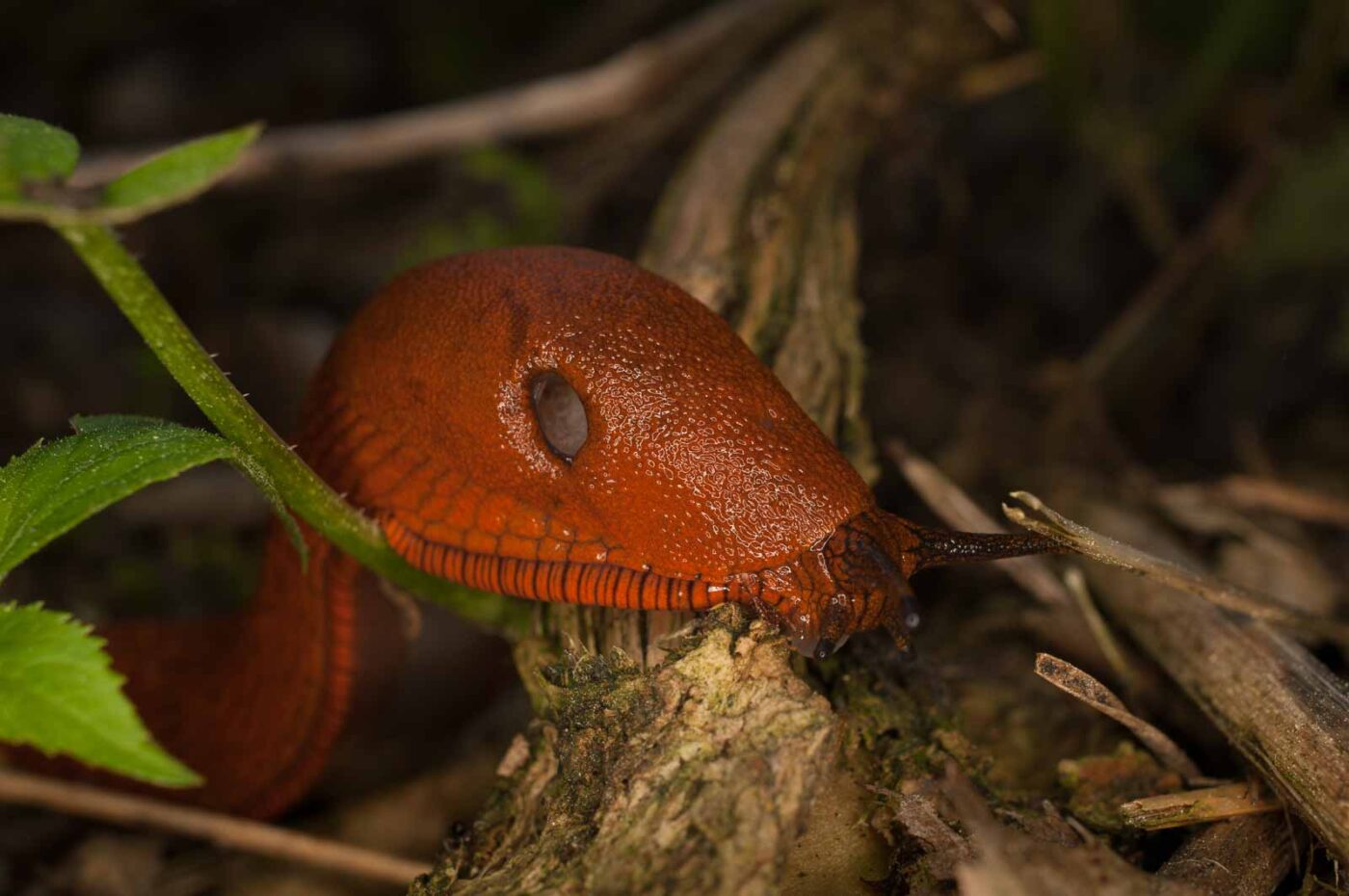 2017-05-21 - NSG Binksknapp Recklinghausen