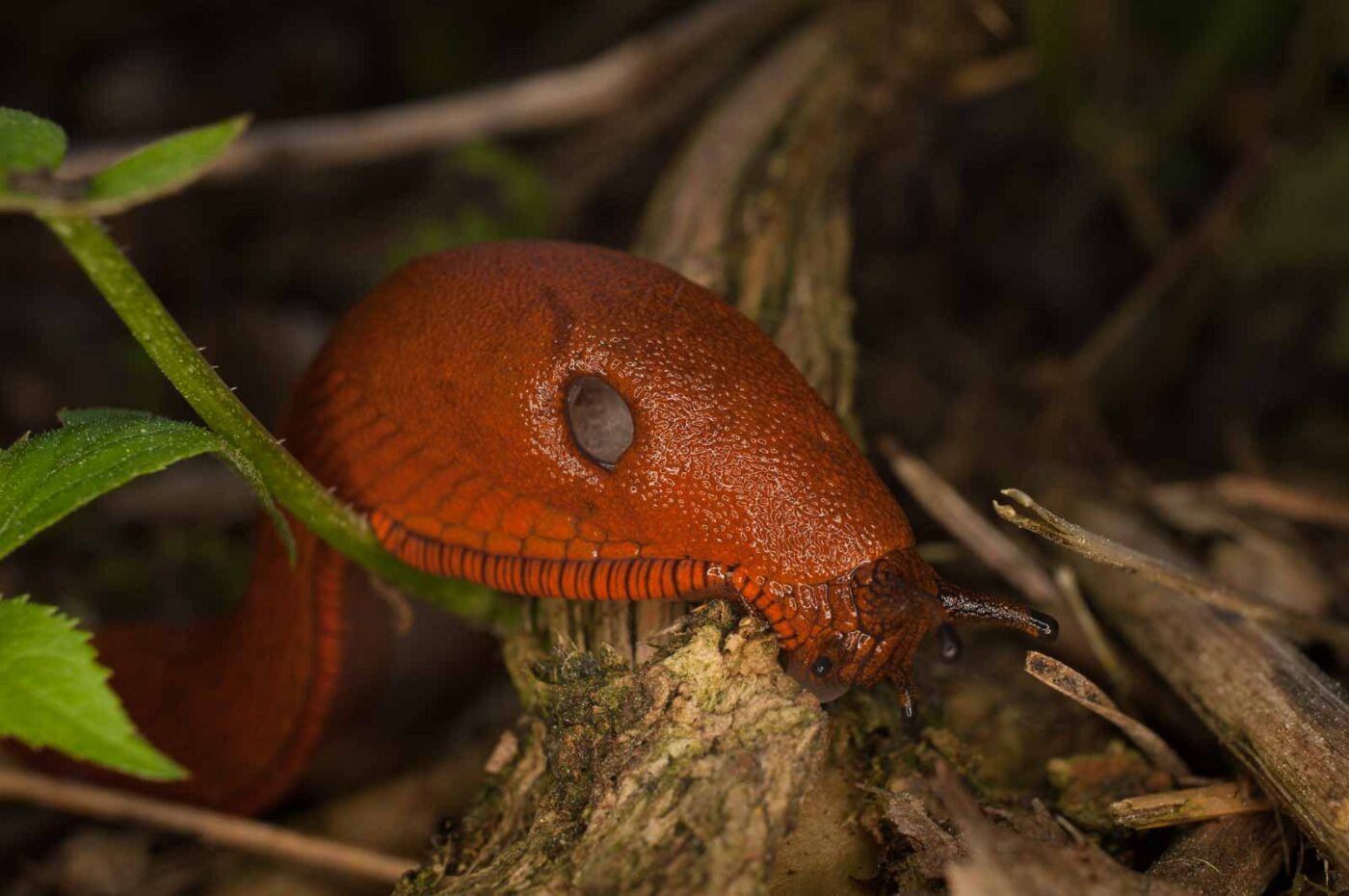 2017-05-21 - NSG Binksknapp Recklinghausen