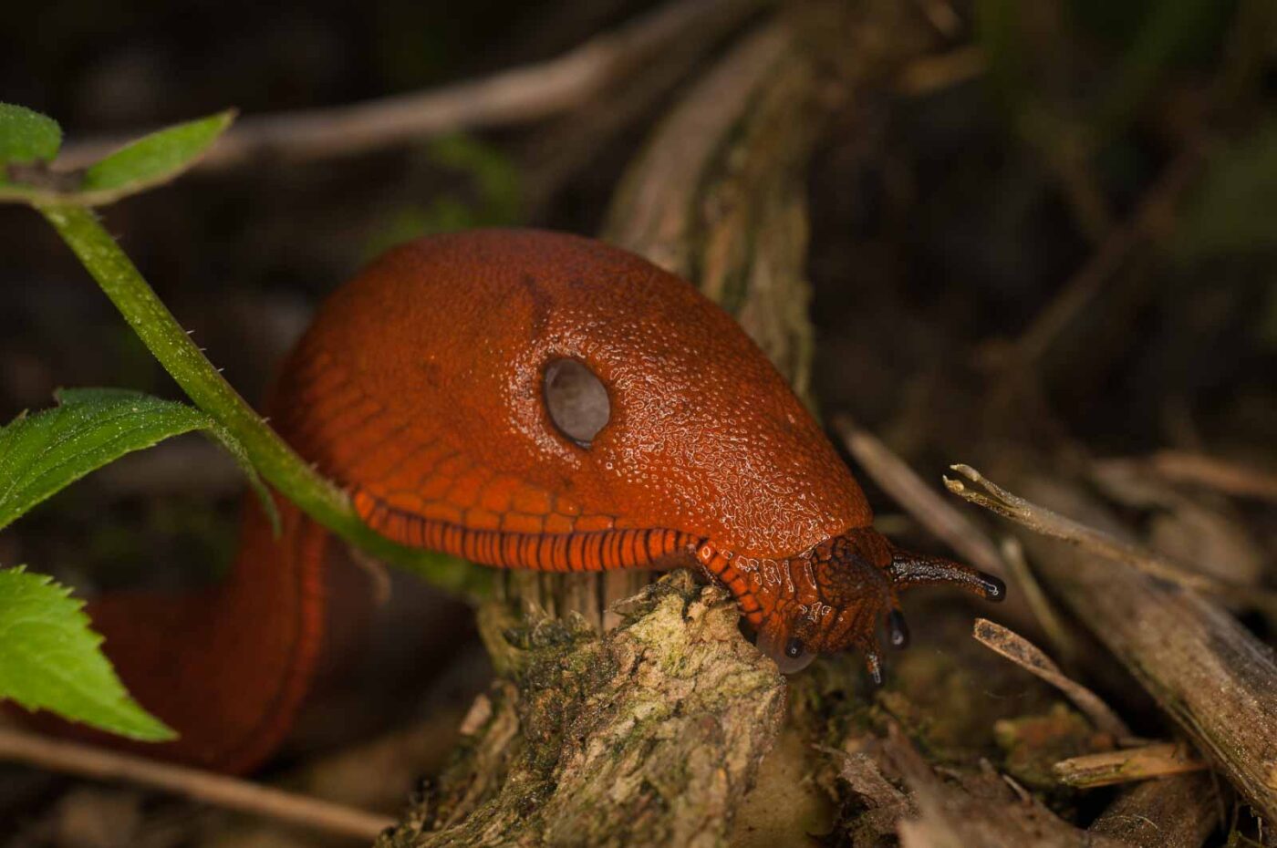 2017-05-21 - NSG Binksknapp Recklinghausen