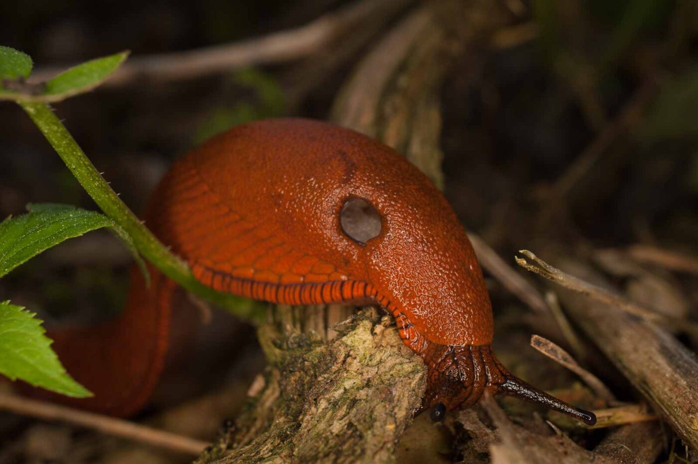 2017-05-21 - NSG Binksknapp Recklinghausen